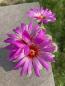 Preview: Thelocactus bicolor ssp. schwarzii